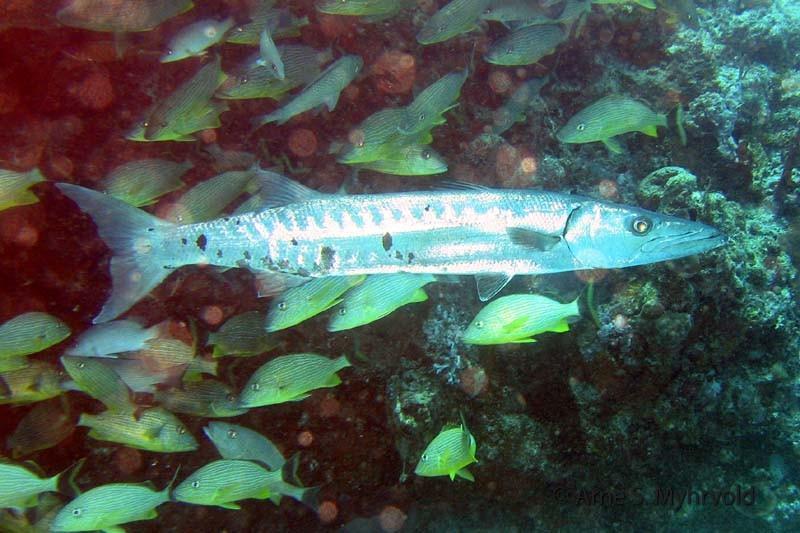 2006 Barracuda reef-Sabalos-crop.jpg